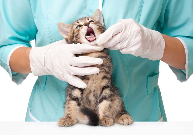 Bachelor of Veterinary Science(BVSc)  Animal Nutrition